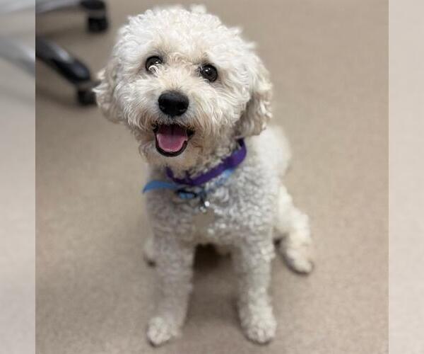 Medium Photo #1 Poodle (Miniature) Puppy For Sale in Aurora, CO, USA