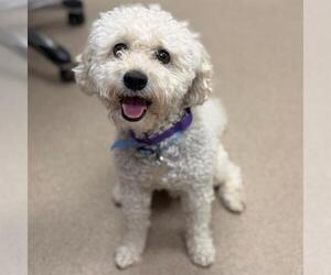 Poodle (Miniature) Dogs for adoption in Aurora, CO, USA