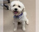 GUS - Male Poodle (Miniature) Dog for Adoption - Small photo