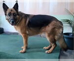 Small German Shepherd Dog