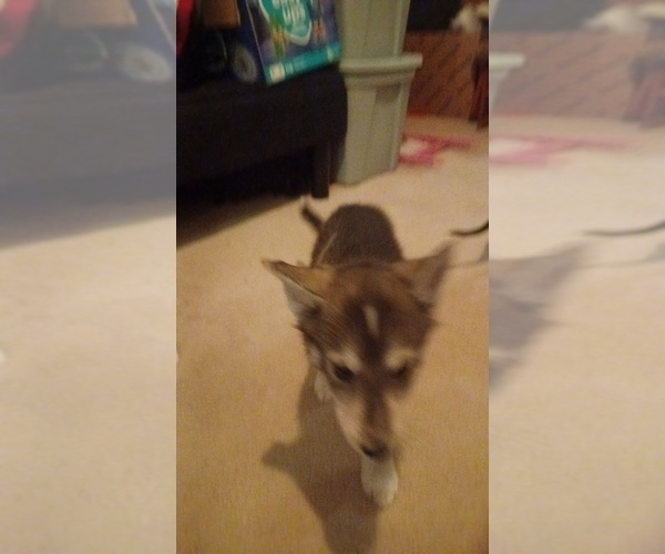 Medium Photo #4 Gerberian Shepsky Puppy For Sale in EDMORE, MI, USA