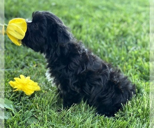 Medium Photo #3 Morkie Puppy For Sale in ROCK STREAM, NY, USA
