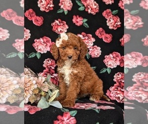 Goldendoodle (Miniature) Puppy for sale in COCHRANVILLE, PA, USA
