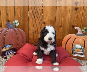Sheepadoodle Puppy for sale in SANTA ANNA, TX, USA