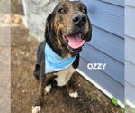 Small #2 Plott Hound-Treeing Walker Coonhound Mix