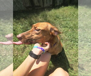 Mutt Dogs for adoption in Jackson, MS, USA