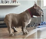 Small #6 American Bully