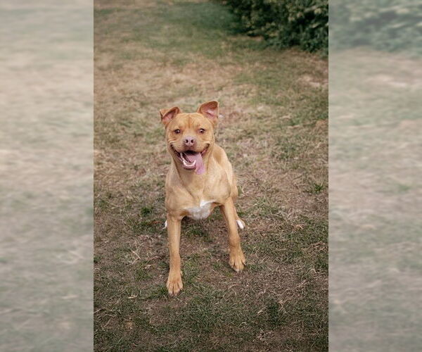 Medium Photo #2 Labrador Retriever-Unknown Mix Puppy For Sale in Belleville, IL, USA
