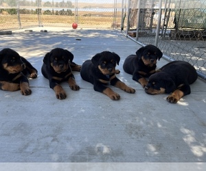 Rottweiler Puppy for sale in PASO ROBLES, CA, USA