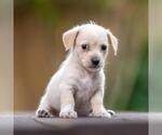 Small #1 Poodle (Miniature) Mix