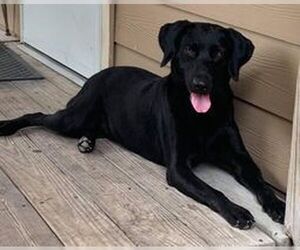 Luna 2 (TX) - Female Labrador Retriever-Unknown Mix Dog for Adoption - Photo #4