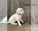 Small Photo #31 Labrador Retriever Puppy For Sale in MURRIETA, CA, USA