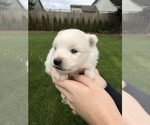 Small Photo #5 Miniature American Eskimo Puppy For Sale in OREGON CITY, OR, USA