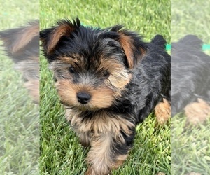 Yorkshire Terrier Puppy for sale in BEECH GROVE, IN, USA