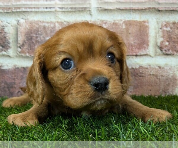 Medium Photo #10 Cavalier King Charles Spaniel Puppy For Sale in MOBERLY, MO, USA
