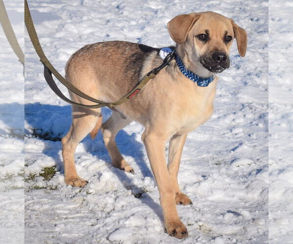 Medium Photo #2 Doberman Pinscher-Pug Mix Puppy For Sale in Huntley, IL, USA