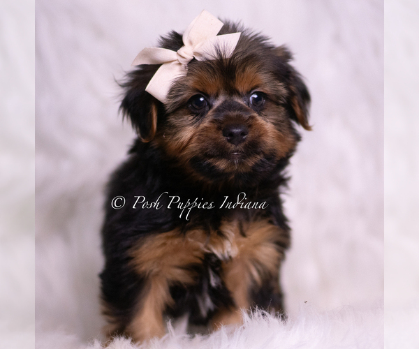 Medium Photo #5 Yorkshire Terrier Puppy For Sale in WARSAW, IN, USA