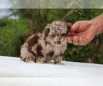 Small #2 ShihPoo