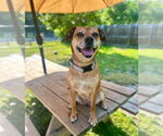 Small #29 Puggle