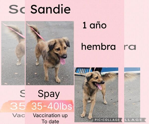 Medium Photo #3 Retriever -Unknown Mix Puppy For Sale in Virginia Beach, VA, USA