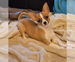 Small Photo #3 Chihuahua Puppy For Sale in Lebanon, PA, USA