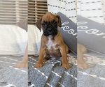 Small Photo #24 Boxer Puppy For Sale in GOSHEN, IN, USA