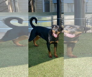 Noodles - Male Rottweiler Dog for Adoption - Photo #3