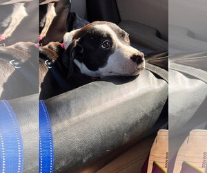 American Staffordshire Terrier-Boxer Mix Dogs for adoption in Holly Springs, NC, USA