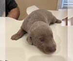 Image preview for Ad Listing. Nickname: Brutus