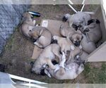 Small Photo #13 Anatolian Shepherd Puppy For Sale in MAPLE VALLEY, WA, USA