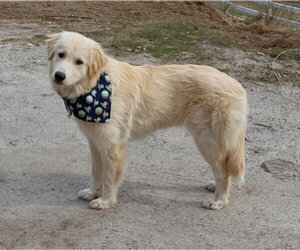 Great Pyrenees-Unknown Mix Dogs for adoption in Croydon, NH, USA