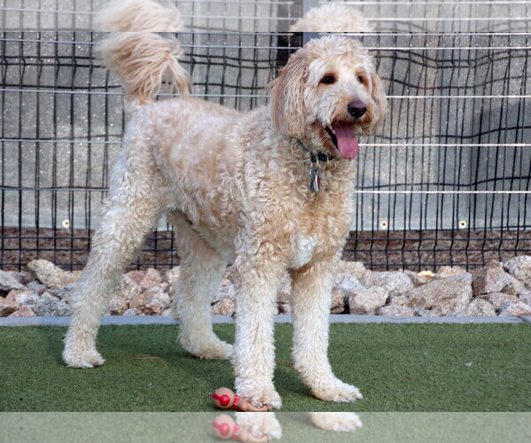 Medium Photo #6 Goldendoodle Puppy For Sale in Glendale , AZ, USA