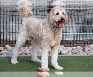 Leonardo - Male Goldendoodle Dog for Adoption - Photo #6