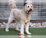 Small #5 Goldendoodle