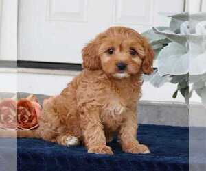 Cavapoo Puppy for sale in NARVON, PA, USA
