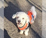 Small #8 Bichon Frise