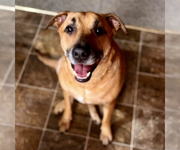 Medium Photo #1 Labrador Retriever-Unknown Mix Puppy For Sale in Spring Lake, NC, USA