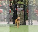 Small Photo #5 Bloodhound Puppy For Sale in Sanderson, FL, USA