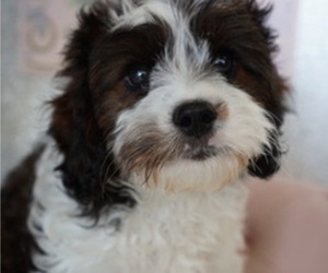 Cavapoo Puppy for sale in STUART, FL, USA