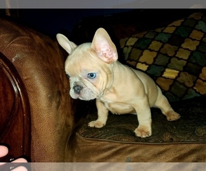 French Bulldog Puppy for sale in GRANDVIEW, WA, USA