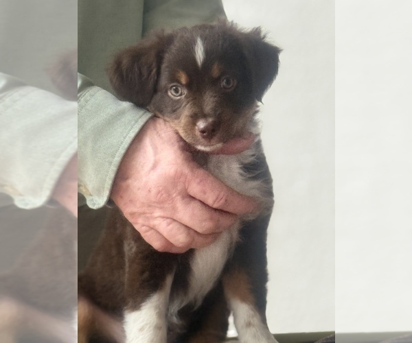 Medium Photo #5 Miniature Australian Shepherd Puppy For Sale in FORT MYERS, FL, USA