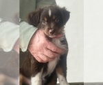 Small #4 Miniature Australian Shepherd