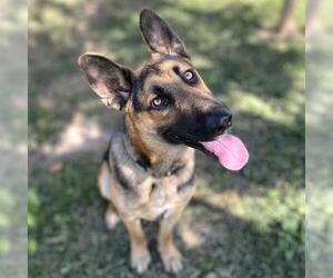 German Shepherd Dog Dogs for adoption in Modesto, CA, USA