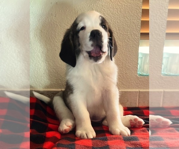 Medium Photo #1 Saint Bernard Puppy For Sale in COLORADO SPRINGS, CO, USA