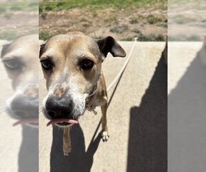 Chihuahua-Unknown Mix Dogs for adoption in Pueblo, CO, USA