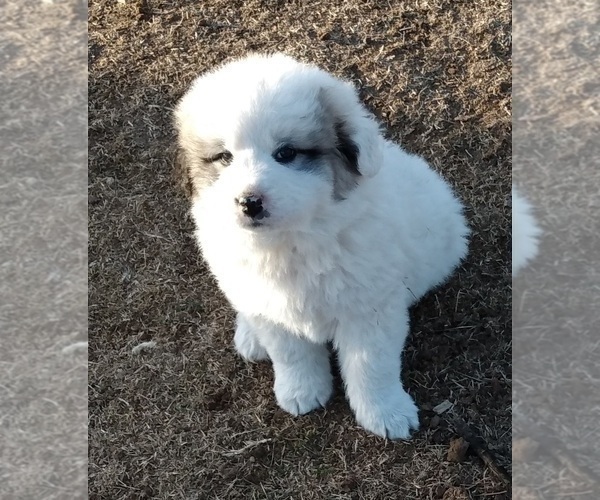 Medium Photo #8 Great Pyrenees Puppy For Sale in AGRA, OK, USA