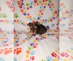 Small #23 Yorkshire Terrier