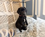 Puppy Puppy 2 Great Dane