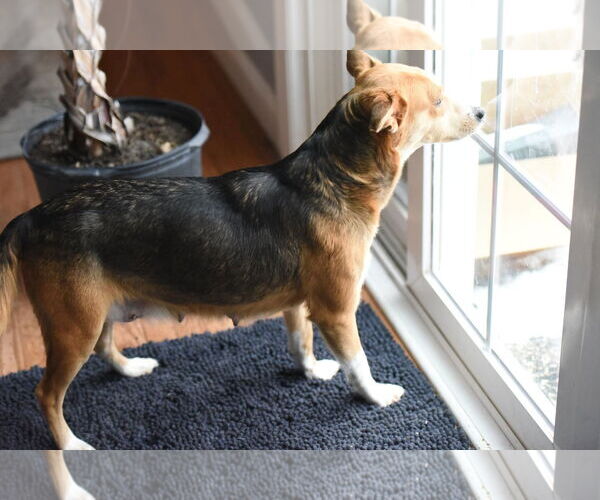 Medium Photo #1 Beagle-Border Collie Mix Puppy For Sale in Mechanicsburg, PA, USA