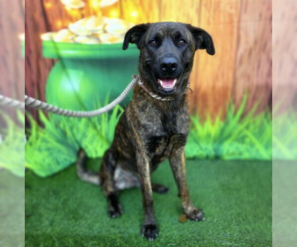 Medium Photo #4 Mastiff Puppy For Sale in Long Beach, CA, USA